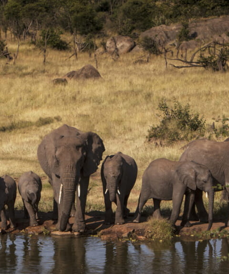 elephats